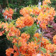 Azalea Großblumig - orange: Bild 4/6