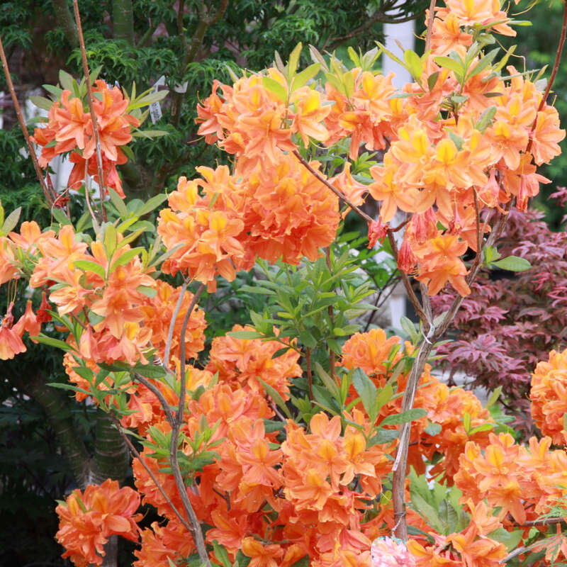 Hohe Gartenazalee Azalea Grossblumig Orange Orange