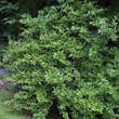 Berberis julianae: Bild 2/6