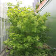 Acer circinatum: Bild 3/3