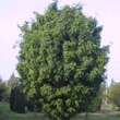 Gleditsia triac. 'Elegantissima': Bild 5/6