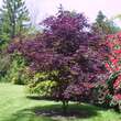 Acer palmatum 'Bloodgood': Bild 4/4
