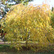 Prunus pendula 'Pendula Rubra': Bild 6/11