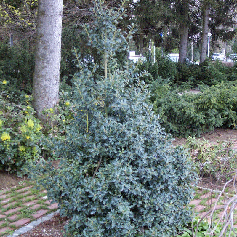 Ilex Aquifolium ‚Alaska‘ Stechpalme – Winterhart, Immergrün, Perfekt Als Hecke & Sichtschutz
