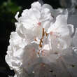 Rhododendron Hybride - weiß PG2: Bild 2/2