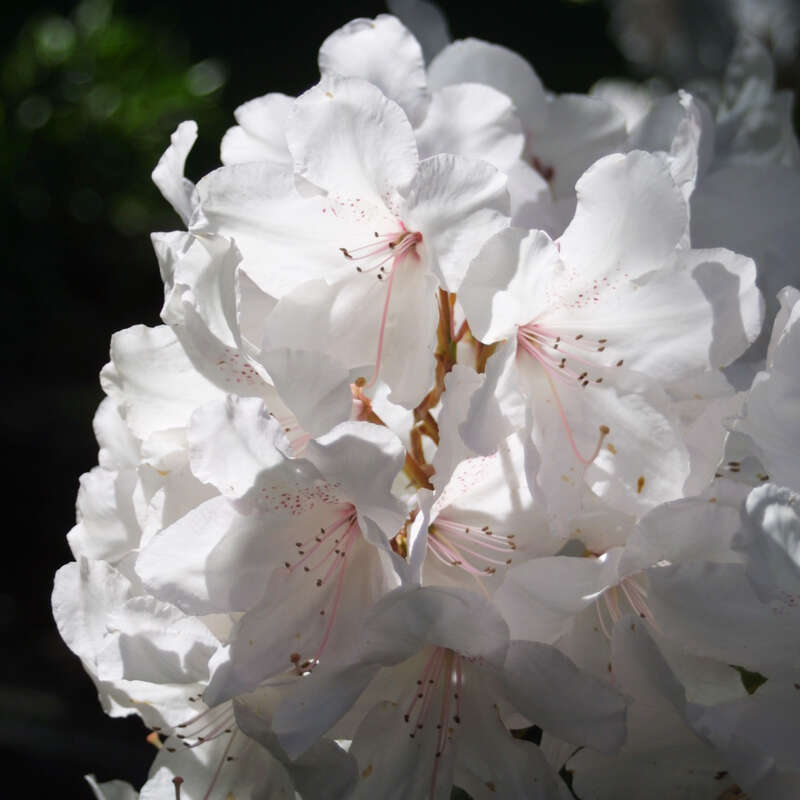 Rhododendron Rhododendron Hybride weiß PG2 weiß