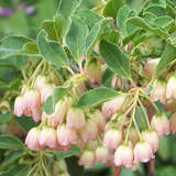 Enkianthus campanulatus - Prachtglocke