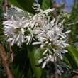 Chionanthus retusus: Bild 3/13