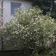 Viburnum burkwoodii: Bild 4/5