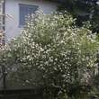 Viburnum burkwoodii: Bild 3/3