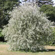 Pyrus salicifolia 'Pendula': Bild 8/10