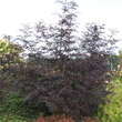 Sambucus nigra 'Black Lace': Bild 6/8