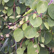 Cercidiphyllum japonicum 'Pendulum': Bild 2/5