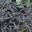 Sambucus nigra 'Black Lace': Bild 4/8