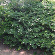 Ligustrum vulgare 'Lodense': Bild 2/9