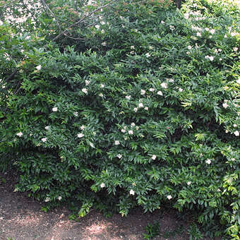 Zwerg-Liguster - Ligustrum vulgare 'Lodense' - wei