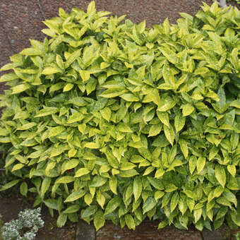 hibiscus rosa-sinensis 'variegata Hibiscus ‘Cooperii’ For Sale – Logee's Plants main image 1