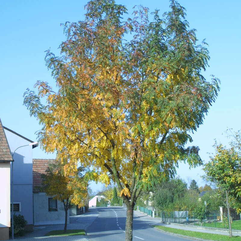 Speierling Sorbus domestica weiß
