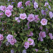 Hibiscus syriacus 'Violet Clair Double': Bild 3/4