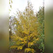 Betula albosinensis 'Hergest': Bild 2/2