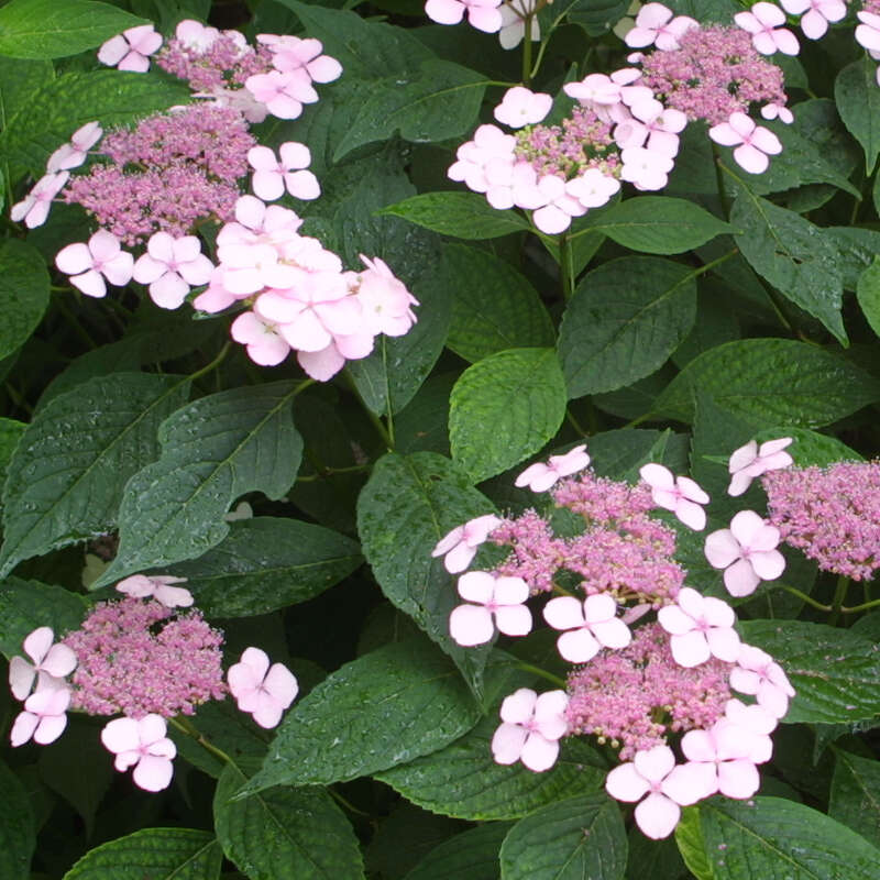 Tellerhortensie - Hydrangea serrata 'Bluebird' - blau