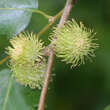 Quercus cerris: Bild 3/4