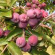 Sorbus 'Grananatnaja': Bild 7/9