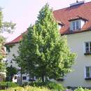 Tilia cordata - Winterlinde