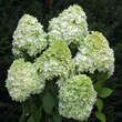 Hydrangea paniculata 'Limelight': Bild 5/5