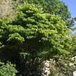 Acer carpinifolium: Bild 3/4