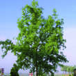 Salix 'Erythroflexuosa': Bild 6/6