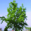Salix 'Erythroflexuosa': Bild 6/6