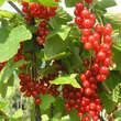 Ribes rubrum 'Rosetta': Bild 2/2