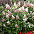 Hydrangea paniculata 'Pinky Winky': Bild 5/5