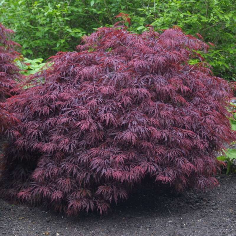 Japanischer Ahorn Acer Palmatum Crimson Queen