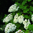 Hydrangea quercifolia 'Snowflake': Bild 2/2