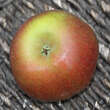 Malus dom. 'Jonathan': Bild 3/3