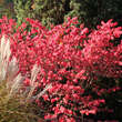 Euonymus alatus 'Compactus': Bild 6/9