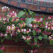 Lonicera heckrottii: Bild 3/3