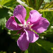 Rubus arcticus 'Beata': Bild 2/3