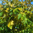 Cladrastis kentukea: Bild 3/6