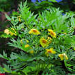 Paeonia lutea: Bild 3/3