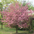 Malus 'Coccinella': Bild 5/7