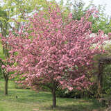 Malus 'Coccinella' - Zierapfel