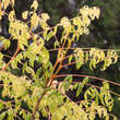 Koelreuteria paniculata 'Coral Sun': Bild 3/5