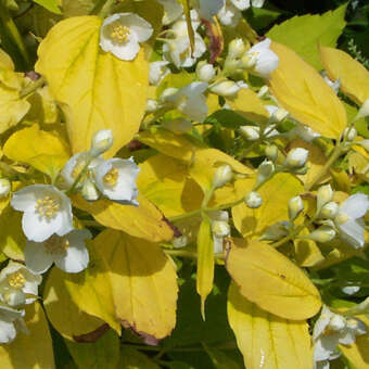 Goldblatt-Jasmin - Philadelphus coronarius 'Aureus' - wei