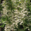 Pterostyrax hispida: Bild 3/3