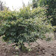 Fagus sylvatica 'Tortuosa': Bild 3/4