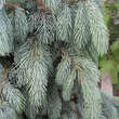 Picea engelmannii 'Glauca': Bild 2/4