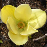Magnolia 'Hot Flash' - Gelbe Baummagnolie